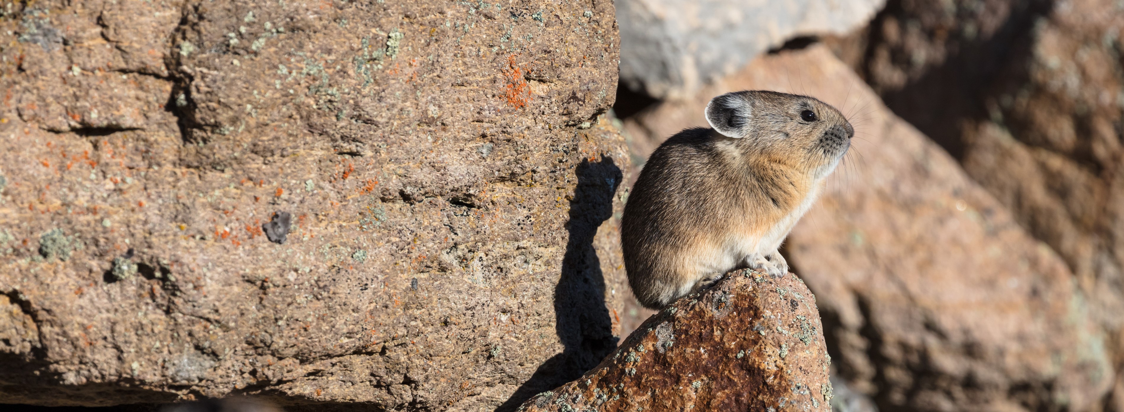 A small, fluffy pika sits on all fours on a rocky mountainside.