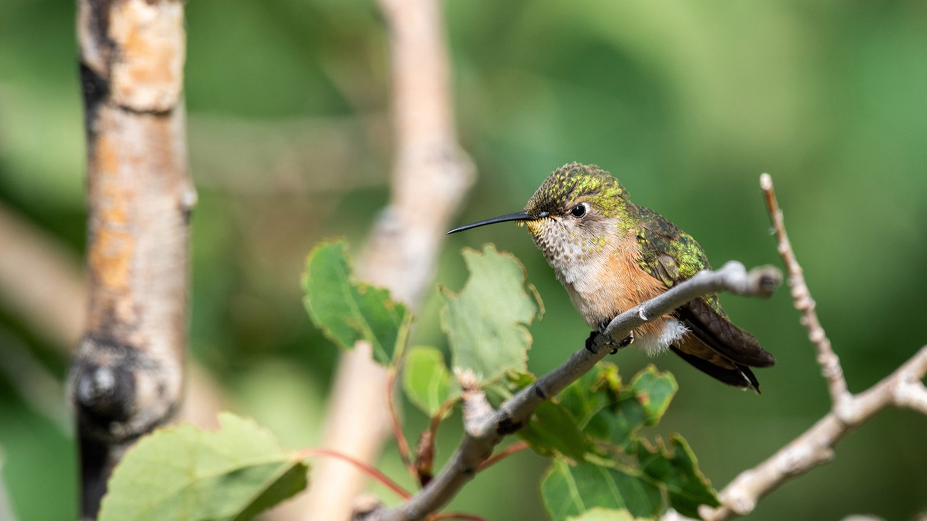 Hummingbird sitting on an aspen branch on Cerro Abrigo