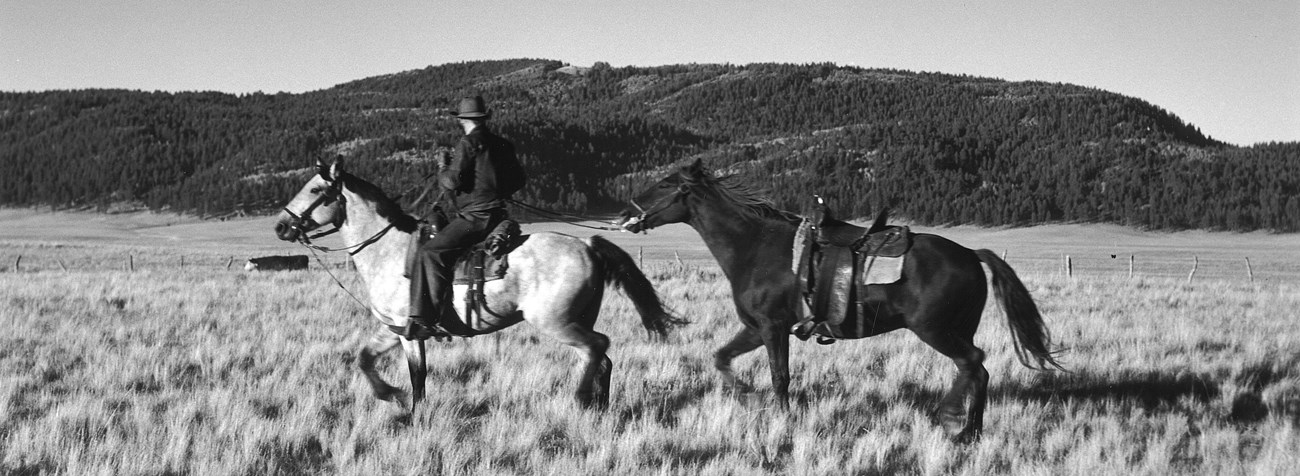 A black and white historic image of a horseback rider leading another horse through an open grassland.