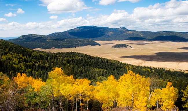 A slope covered with aspen and evergreens with a valley below and mountains in the distance.