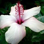 A white Hibiscus in Hawaii.
