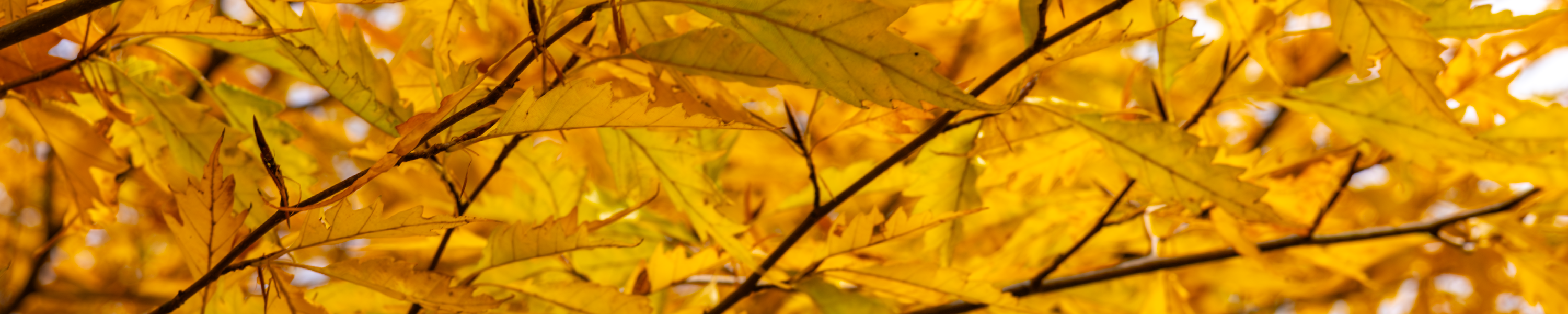Close-up of yellow leaves on a branch