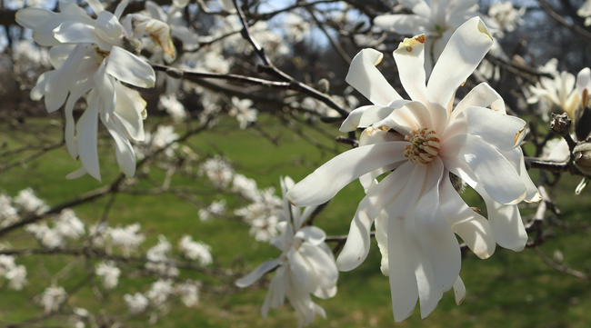 Close-up of Magnolia flower blooms on a tree in front of the Vanderbilt Mansion.