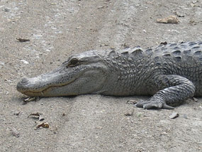American Alligator