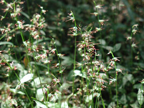 Basket Grass