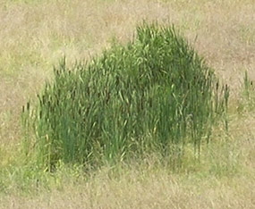 Cattails in the South Loop Bottom