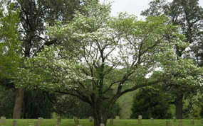 Flowering Dogwood