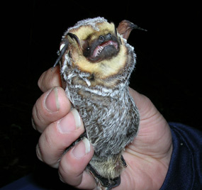 Hoary Bat