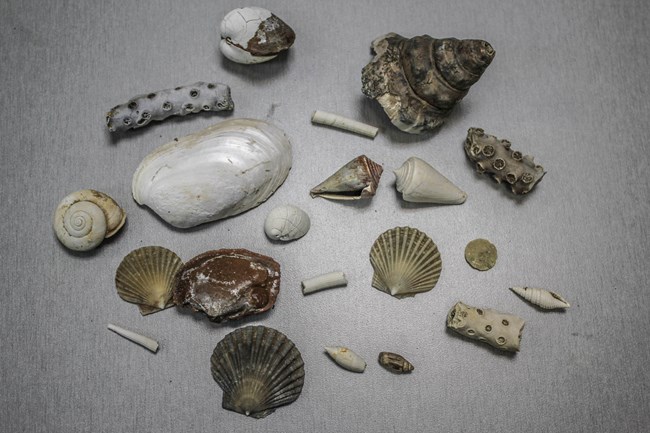 collection of invertebrate fossils