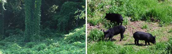 kudzu-pigs