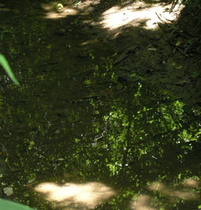 Pond Near Park Boundary