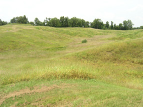 South Loop Landscape