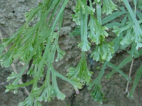 Spider Brake Fern on Mint Springs Bayou