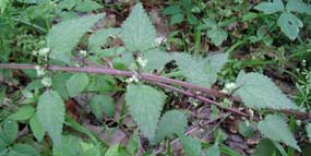 Stinging Nettle