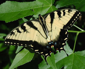 Tiger Swallowtail Butterfly