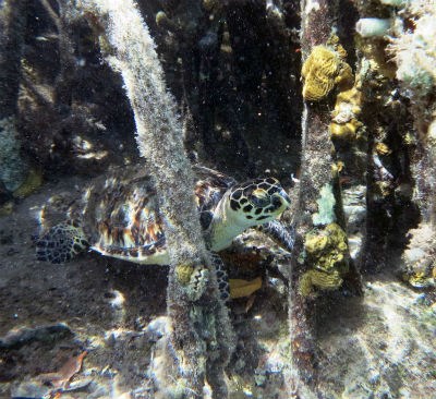 Hawksbill Turtle Otter Creek