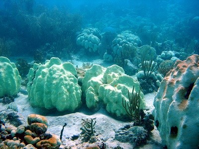 Extensive bleaching of Orbicella colonies.