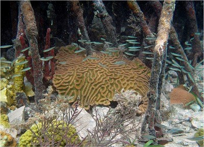 Colpohyllia natans and Orbicella spp. in Mangroves