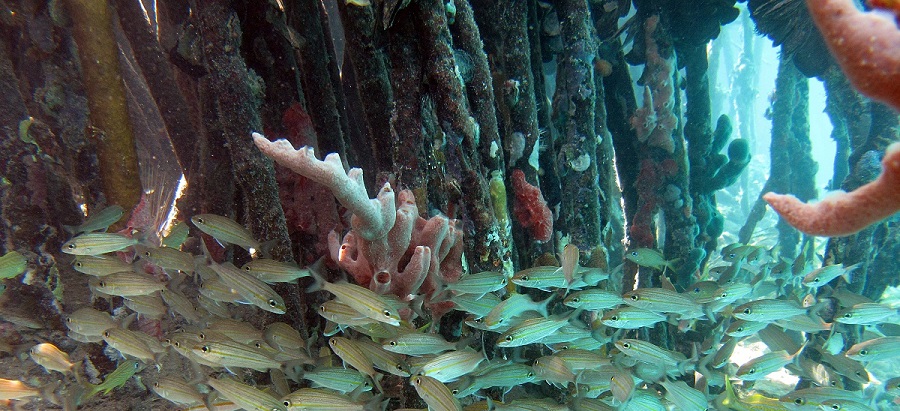 Fish in roots of mangroves Caroline Rogers
