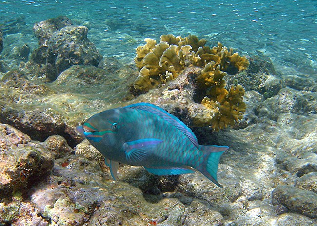 Queen Parrotfish w/fused teeth; fire coral in back