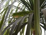 a green lizard, a kind of anole, camouflaged in the fronds of a palm tree