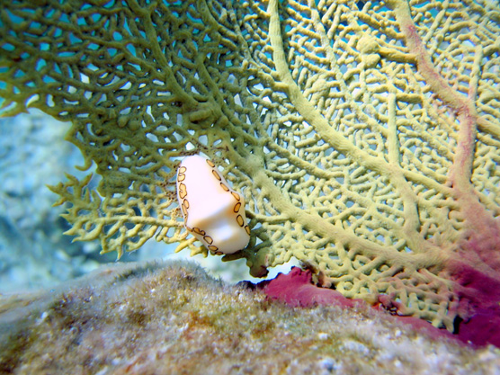 closeup of a Flamingo Tongue Snail sliding over a Purple Sea Fan