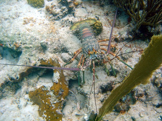 Spiny Lobster on a sunny seafloor