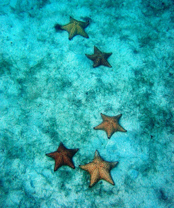 Looking through clear, bluish seawater, there are 5 sea stars on the seafloor.