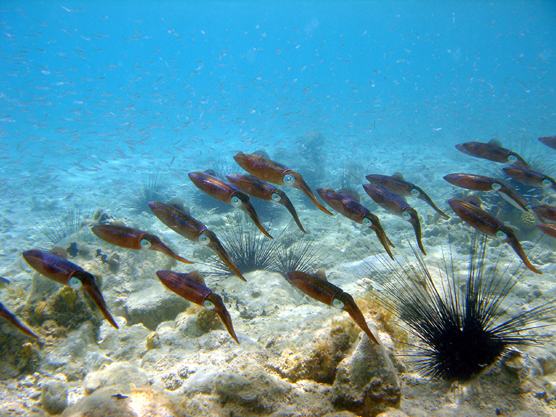 school of squid swimming