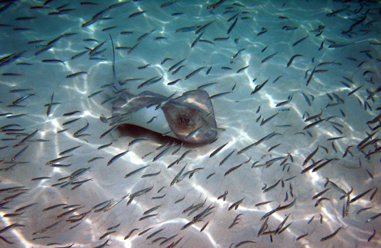 a stingray swims among small, silvery fish over a sandy seafloor with dappled light