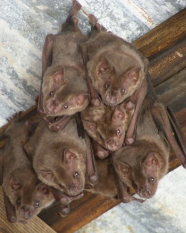 Bats (Artibeus jamaicensis)