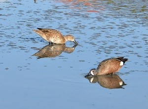 Blue-winged Teal (Anas discors) by Will Sprauve 300x222