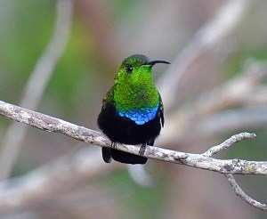 Green Throated Carib Hummingbird