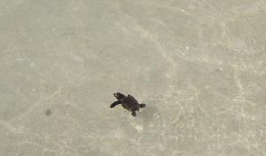 turtle hatchling swimming by Annie Caswell