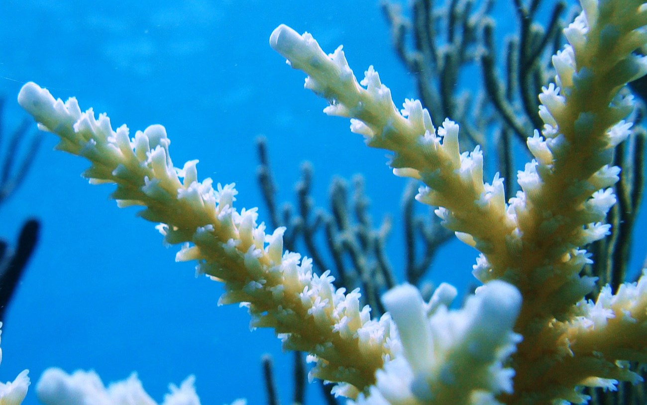 A branch of staghorn coral with it's light brown coloration and white tips extends upward against a backdrop of clear blue ocean water.