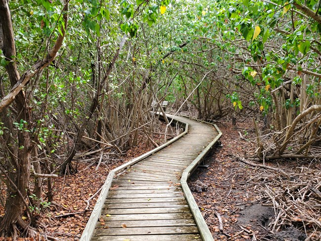 Francis Bay Boardwalk, a wheelchair accessible path built from wood about 3-4 feet wide, winds through the woods behind Francis Bay Beach, providing persons with mobility issues great opportunities for bird watching in Virgin Islands National Park.