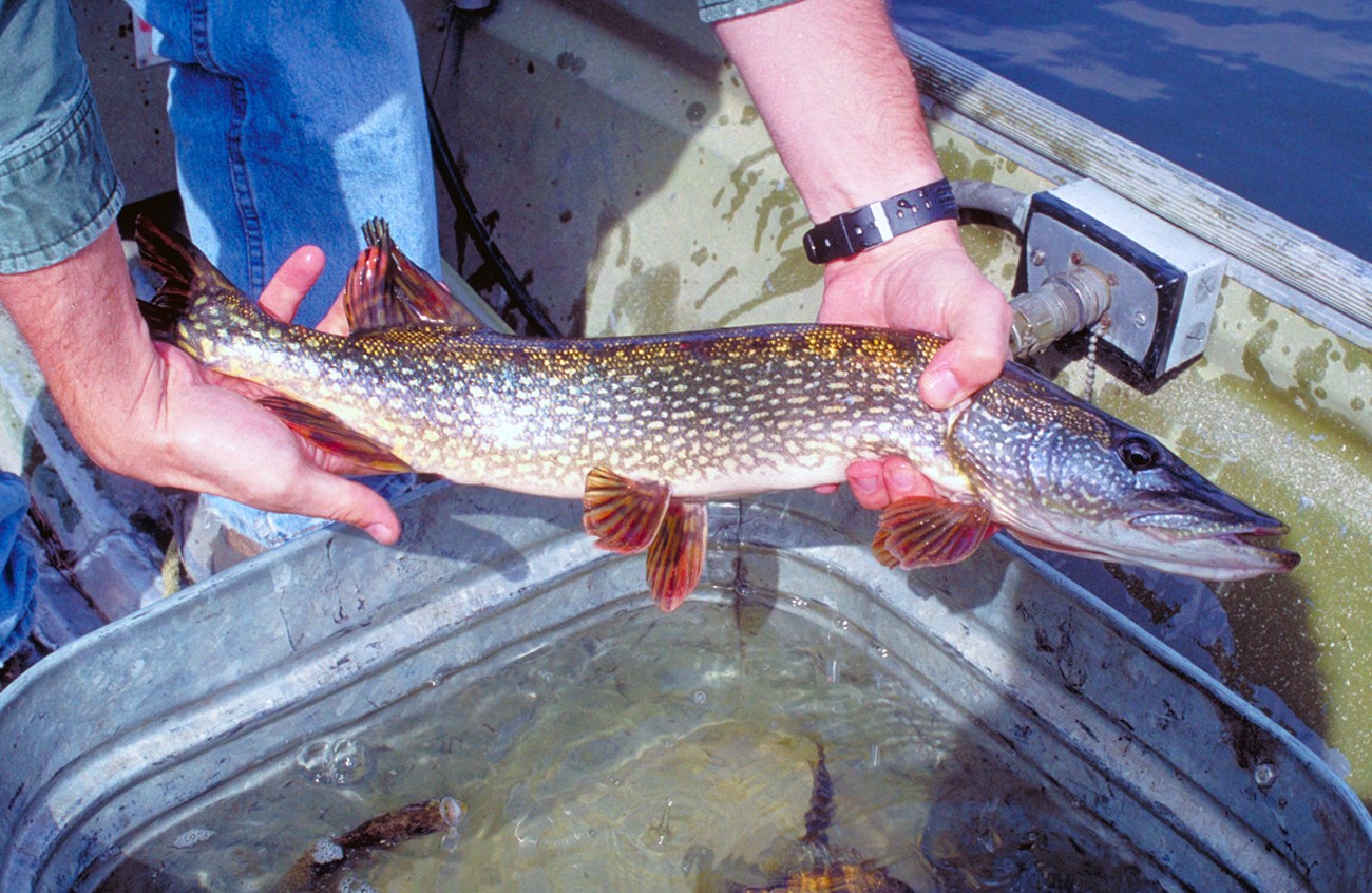 A large Northern Pike is held by a pair of hands, with a scenic tree-lined lake in the background.