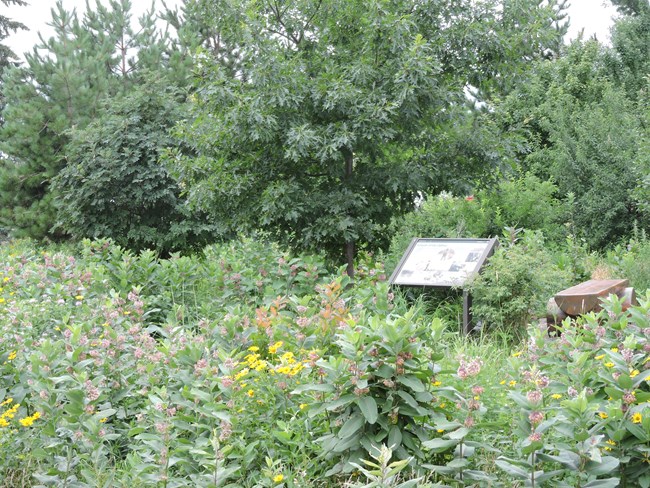 Sign and bench surrounded by plants and trees