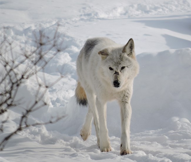 Image of white wolf walking on trail