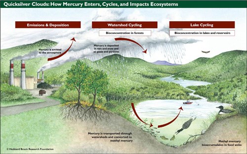 Diagram of how mercury enters, cycles, and impacts ecosystems