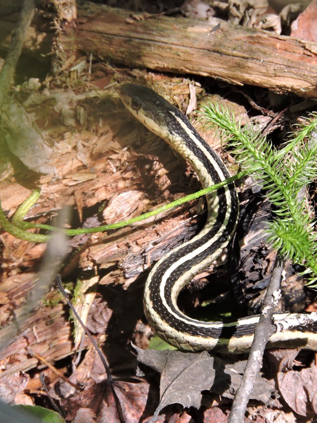 A common garter snake in the grass.
