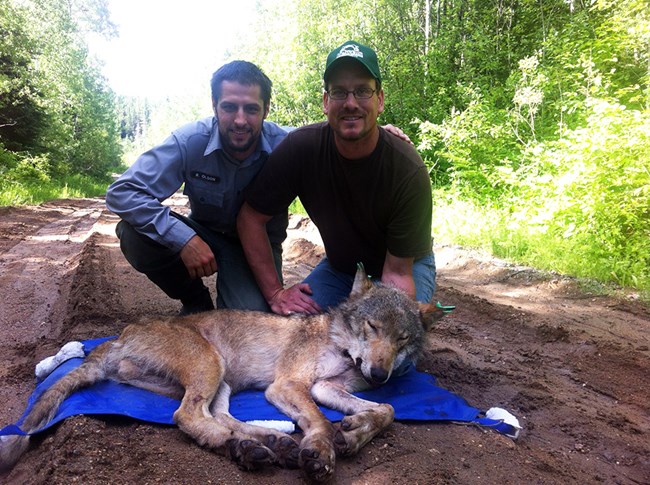 Two park researchers kneel behind a tranquilized wolf lying on a tarp. One researcher gently holds the wolf's head up so it can breathe clearly.