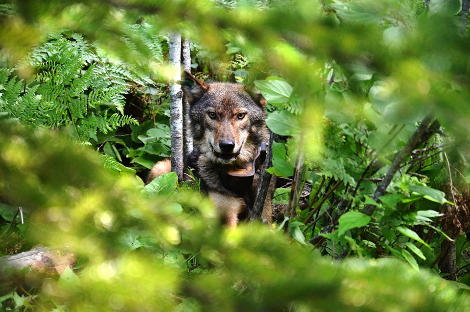 A gray wolf with yellow eyes peers at the viewer from behind a dense thicket of branches and green leaves. A collar with a leather radio transmitter is snugly fitted around the wolf's neck.