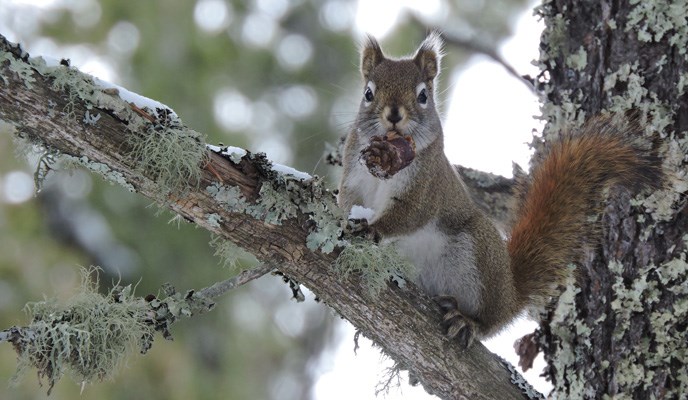 Red squirrel with a pine cone in its mouth
