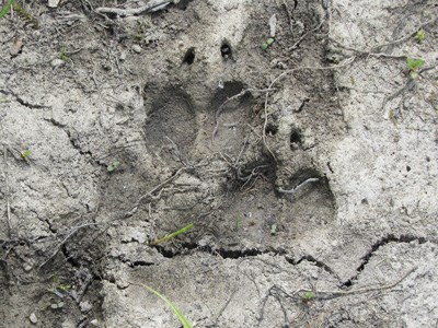 A wolf track left behind in dried mud
