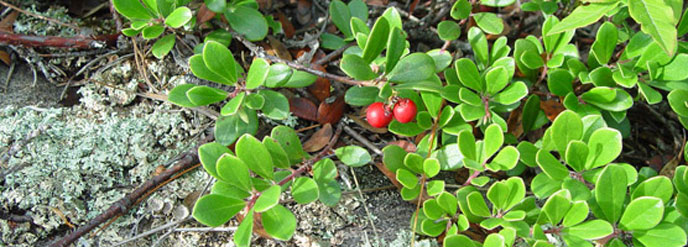 bearberry