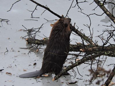 Beaver chewing on a tree
