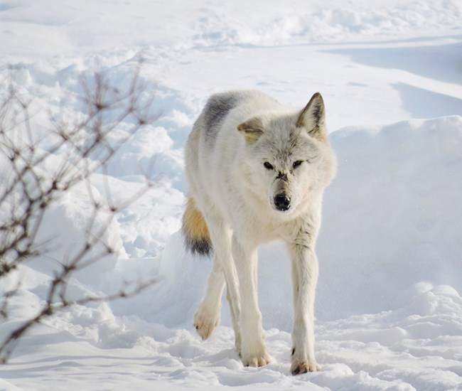 A white wolf with a black scar on its muzzle walks on a snowy lake shore