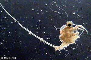 A Spiny Water Flea (a white, flea-like creature with large black eyes and a long, barbed tail) floats in a water sample.
