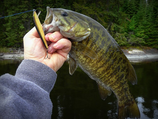 A Smallmouth Bass with an artificial lure in its mouth is held by the gills by an angler.